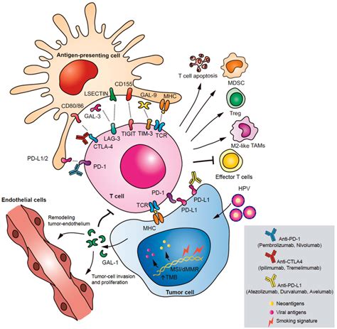 Immune Checkpoints In Head And Neck Squamous Cell Carcinoma Hnscc