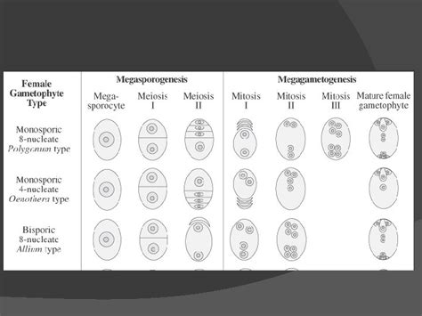 Flower Female Reproductive Structure A Structure Of Gynoecium