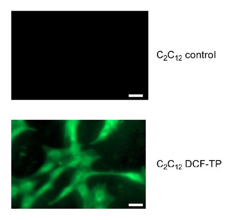 Figure S8 Fluorescence images of C2C12 cells upon loading with 250 µM ...