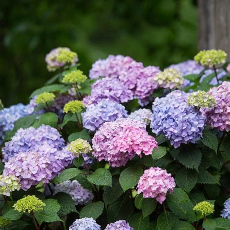 National Garden Bureau’s 2020 Flowering Shrub Of The Year Hydrangea Burger Farms