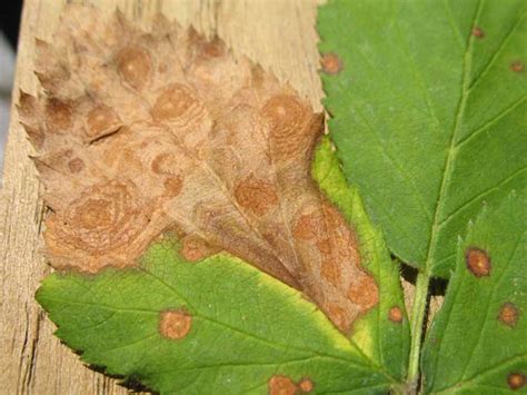 Fungal Spots Blights And Blotches