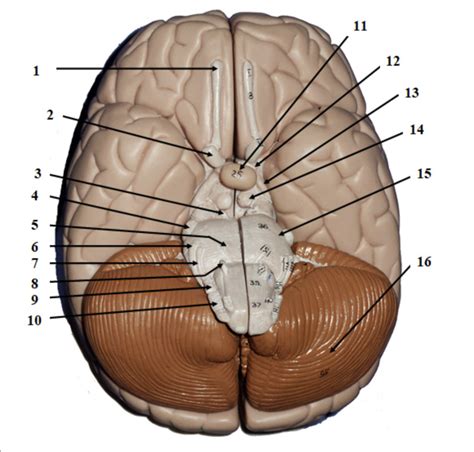 Inferior View Of Brain Diagram Quizlet