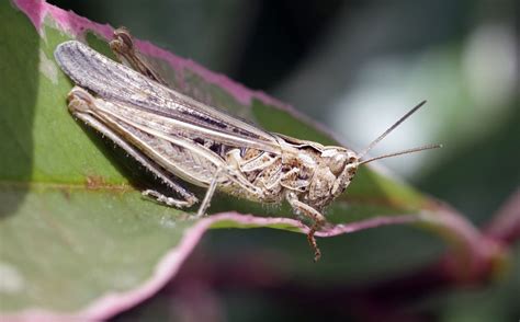 Dry Prairie Weather Favouring Grasshoppers Grainswest