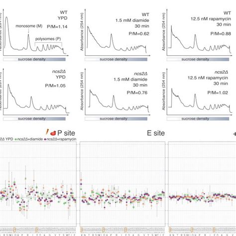 Effects Of Diamide And Rapamycin On Global Translation And Codon