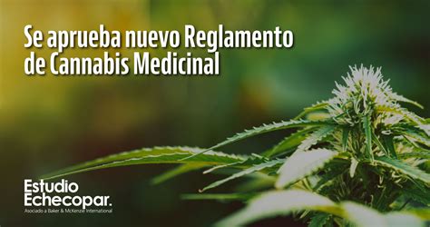 Se Aprueba Nuevo Reglamento De Cannabis Medicinal Estudio Echecopar