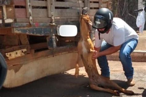 Cão é amarrado pelo pescoço a caminhão e arrastado pelo asfalto