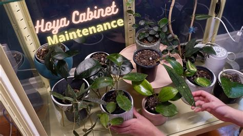 Hoya Cabinet Plant Chores Repotting Propagation Youtube