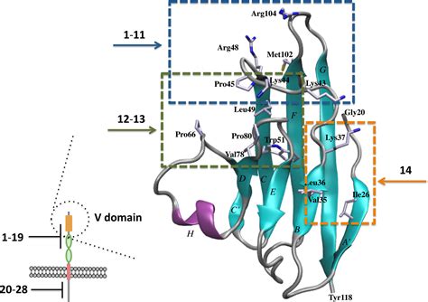 Targeting The Receptor For Advanced Glycation Endproducts Rage A