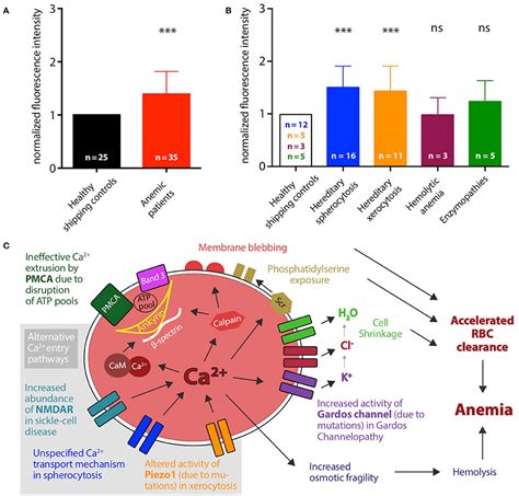 Frontiers Is Increased Intracellular Calcium In Red Blood Cells A