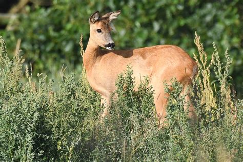 R Dyr Roe Deer Reh Capreolus Capreolus Kenneth J Rgensen