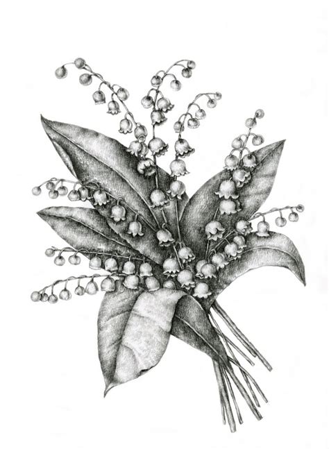 Lily Of The Valley Sketch at PaintingValley.com | Explore collection of ...