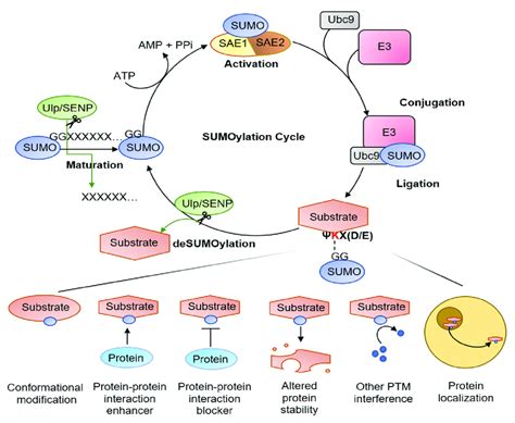 A Diagram Of The Sumoylation Pathway Small Ubiquitin Like Modifier