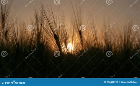 Campo De Trigo De Granjero Orejas De Trigo Dorado Al Atardecer Imagen