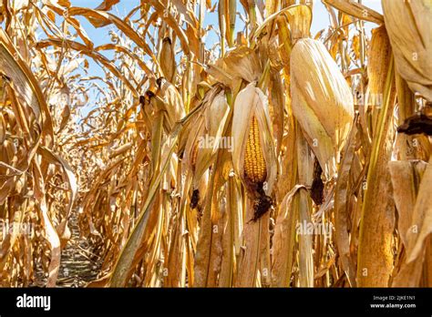 Ear Of Corn In Cornfield Ready For Harvest Harvest Season Farming