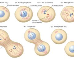 Mitose Meiose Karteikarten Quizlet