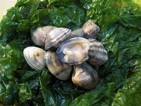 Achat Et Livraison De Coquillages Et Crustac S Sur Marseille Au Mistralou