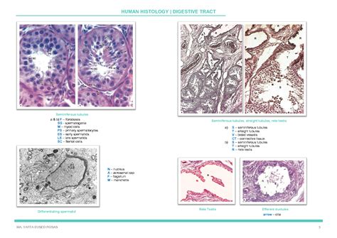 Solution Human Histology Male Reproductive System Studypool