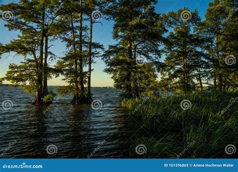 Reelfoot Lake State Park stock image. Image of reelfoot - 161396869