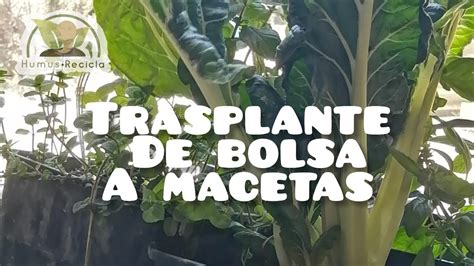 Trasplante De Bolsa Cultivó A Maceta Definitiva Youtube