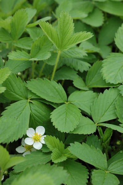 Fragaria virginiana - Possibility Place