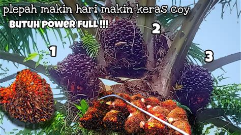 Musim Kemarau Ini Plepah Sawit Nya Keras Semua Tapi Buah Nya Tetap