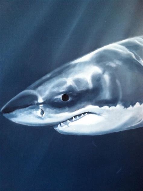 Witte Haai Shark Art Great White Shark Shark