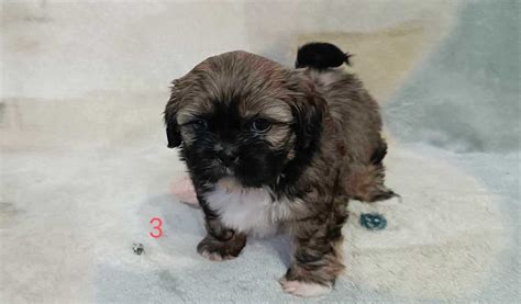 Shih Tzu Suczka Czip Rodow D Gotowa Do Odbioru Aleksandr W Kujawski