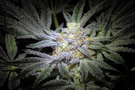 Blue Dream Weed Strain Info Effects THC Levels Cultivation More