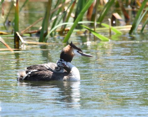 Beginners Outing To Newport Lakes And Jawbone Reserve Birdlifemelbourne