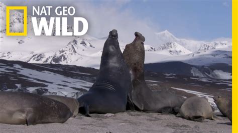 Elephant Seal Sex Deadly Instincts YouTube