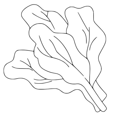 Bundle Of Spinach Coloring Page Download Print Or Color Online For Free