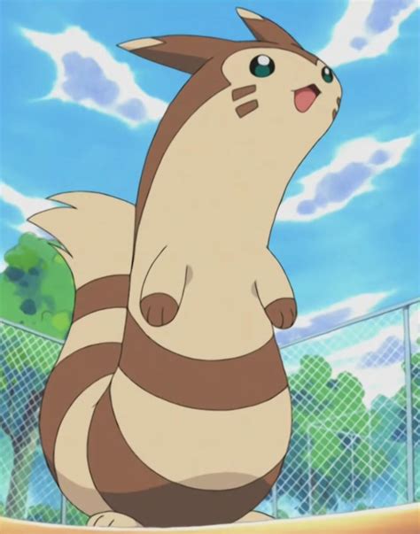 Salvadors Furret Pokémon Wiki Fandom Powered By Wikia