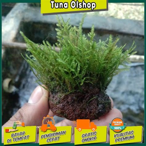 Jual Moss Weeping Media Batu Tanaman Aquascape Hiasan Aquarium Full