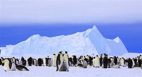 Top 10 Spectacular Birds Of Antarctica Hubpages