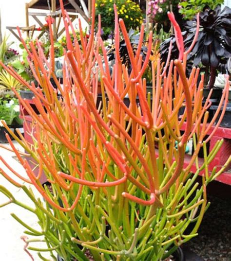 Firesticks Euphorbia Tirucalli Firesticks Plants Pencil Cactus Succulent Orange Cuttings Live