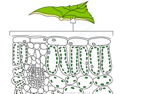 Leaf Adaptations for Gas Exchange - IGCSE Biology Revision Notes