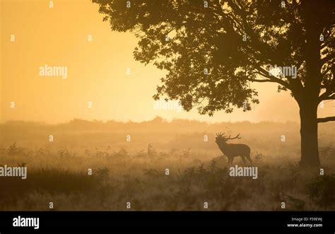 Red Deer Stag In The Early Morning Mist Stock Photo Alamy