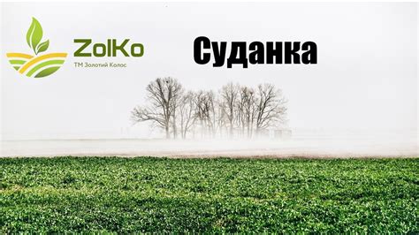 Суданка , Суданская Трава , голубовская-25 , мироновская-10 - YouTube