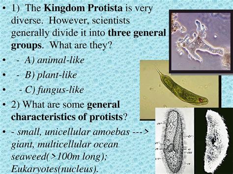 Protist Chapter Worksheet Ppt Download