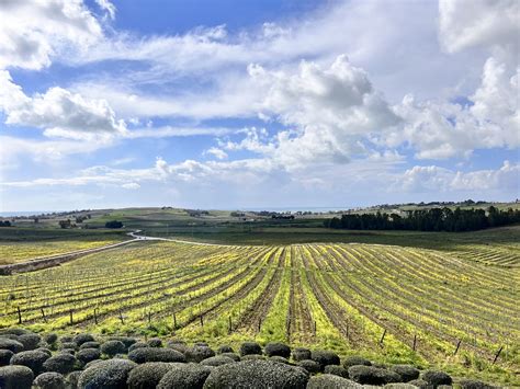 Tre Giorni Di Eventi A Menfi Citt Italiana Del Vino Rossetto E