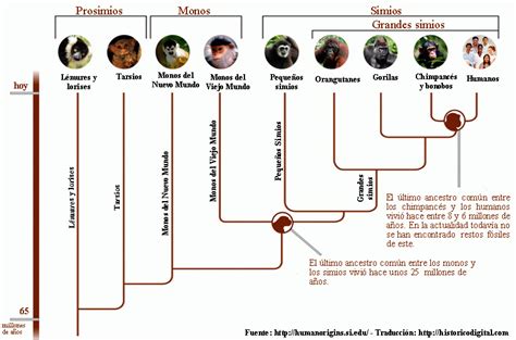 La hominización I primates fósiles Australopitecos y Parántropos