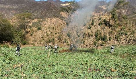 Destruyen Plant Os De Amapola En El Tri Ngulo Dorado En L Mites De