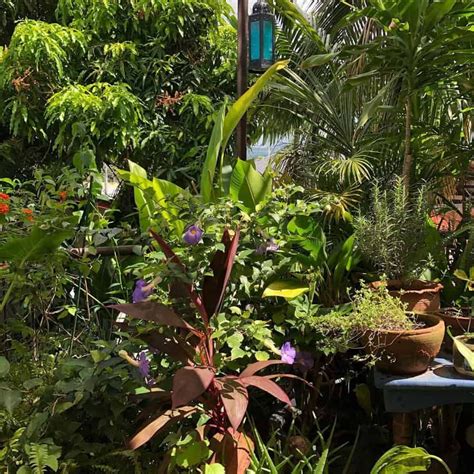 18 Tropical Garden Design Ideas Artofit