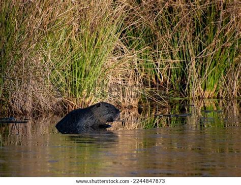 Invasive Species Nutria Myocastor Coypu On Stock Photo 2244847873