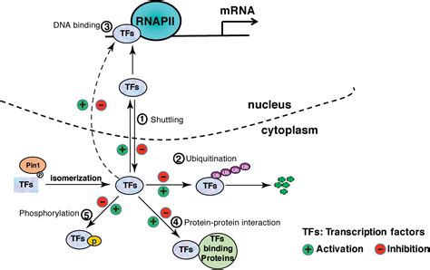 Frontiers Pinning Down The Transcription A Role For Peptidyl Prolyl