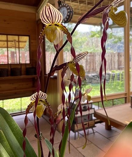 Paph Philippinense × Sib Орхидеи