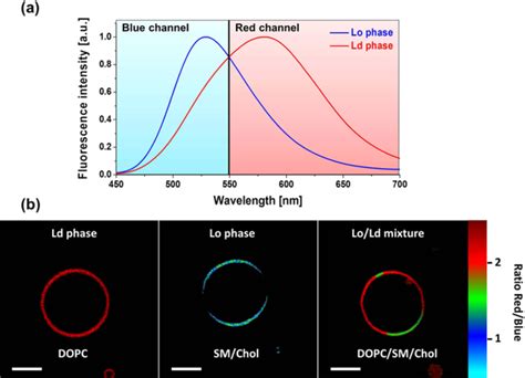 Two Photon Excitation Microscopy Of Lipid Phases In Giant Vesicles