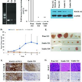 Immunohistochemistry Of MAGE A3 And MAGE A4 Expression In Normal Skin