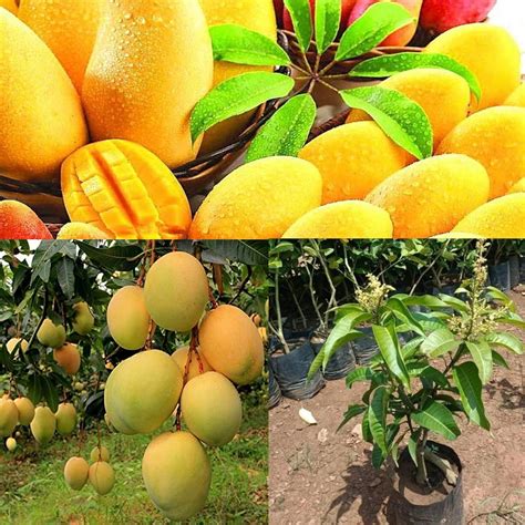 Pyanabi Combo 2 Alphonso Mango Tree Hybrid Amba Mango Plant Grafted