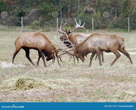 Elk wapiti bull antlers stock photo. Image of herd, antlers - 2791174